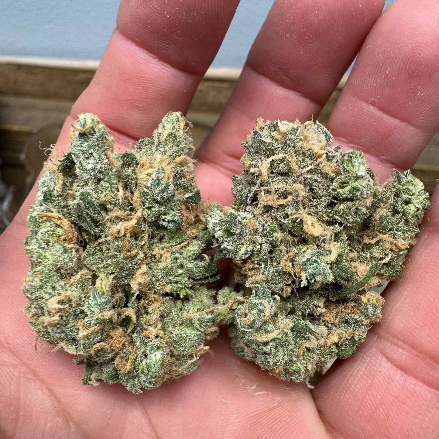 THCa Flower | Blue Dream : SATIVA (27.30%)