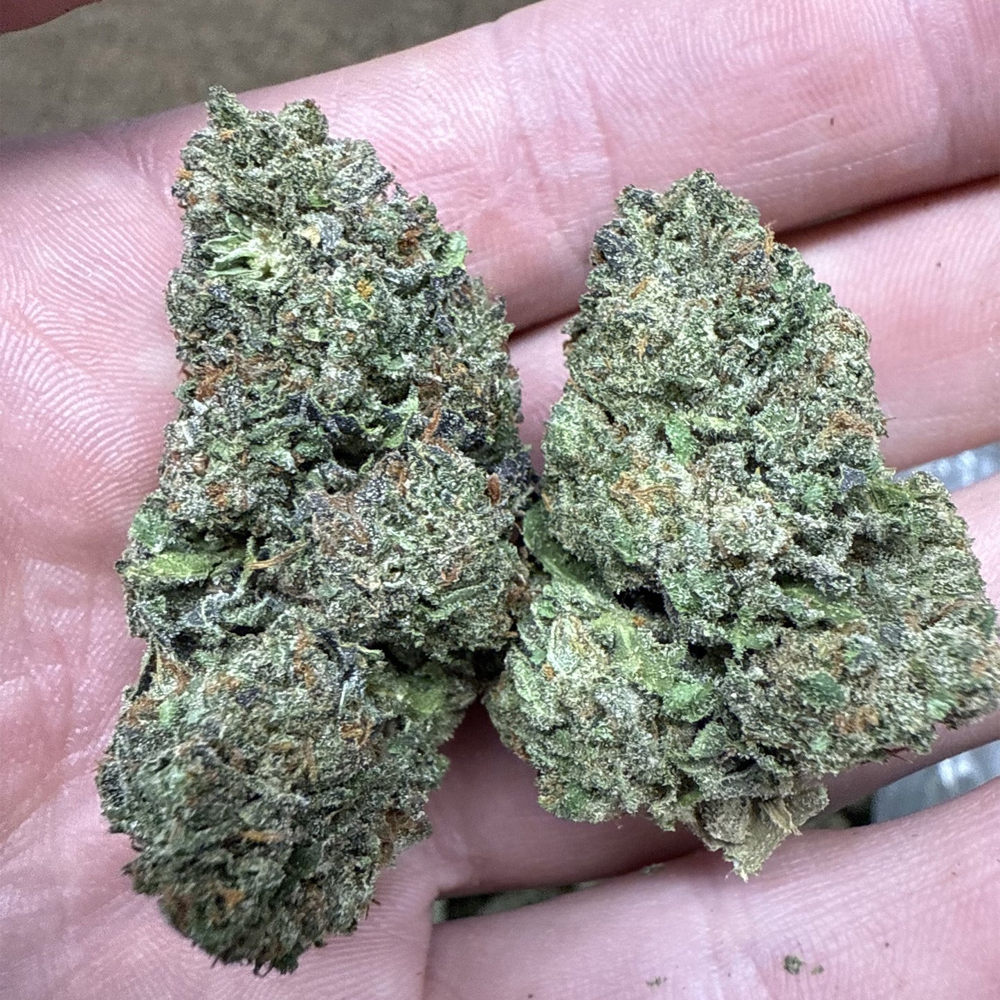 THCa Flower | Girl Scout Cookies : INDICA (38.89%)