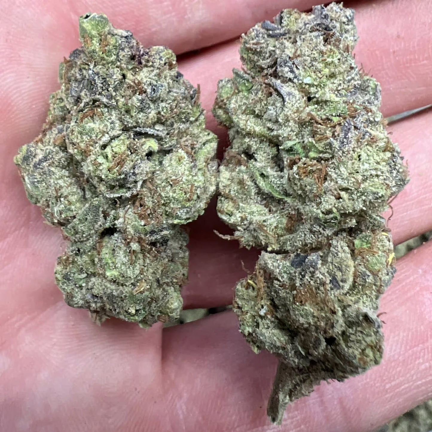 THCa Flower | Kush Mintz : HYBRID (34.88%)